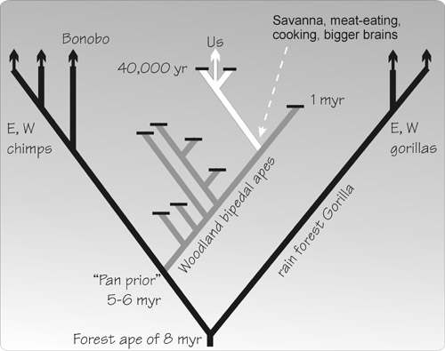 Evolution Of Chimpanzees